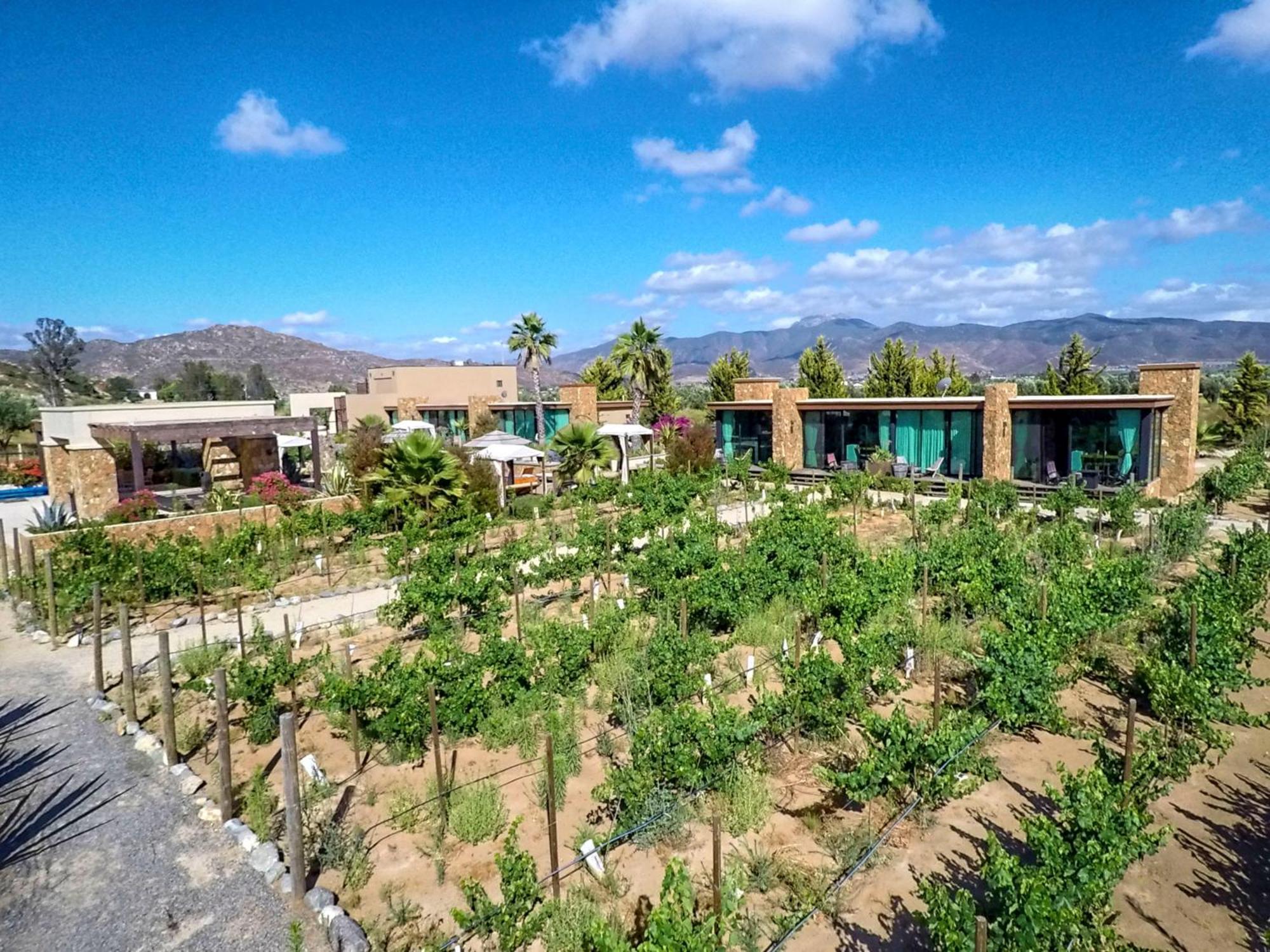 Entre Vinedos By Hotel Boutique 장크트 고아르스하우젠 외부 사진